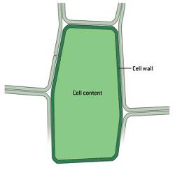 DLF Fiber Energy Plant Cell